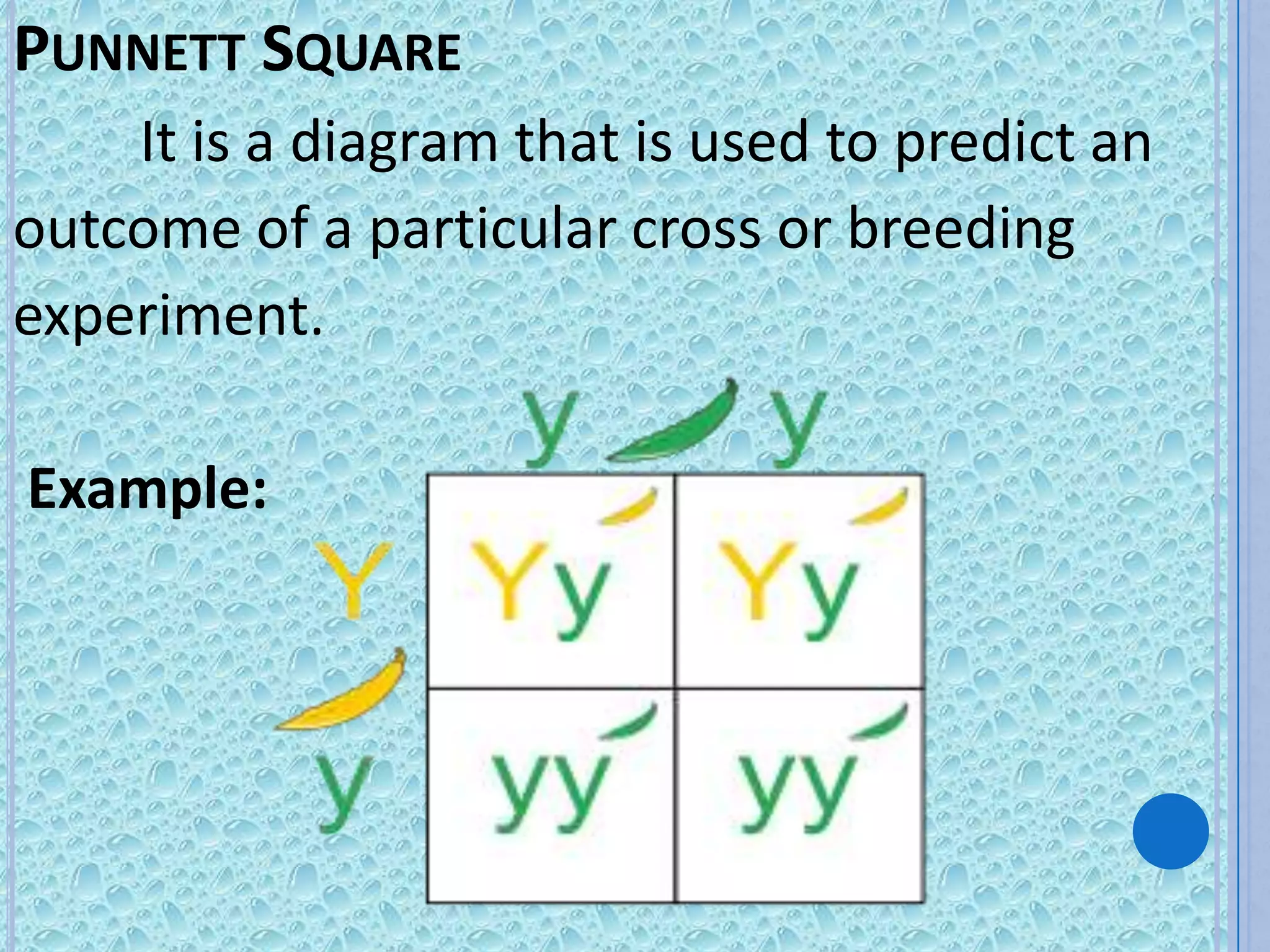 PUNNETT SQUARE
    It is a diagram that is used to predict an
outcome of a particular cross or breeding
experiment.

Example:
 