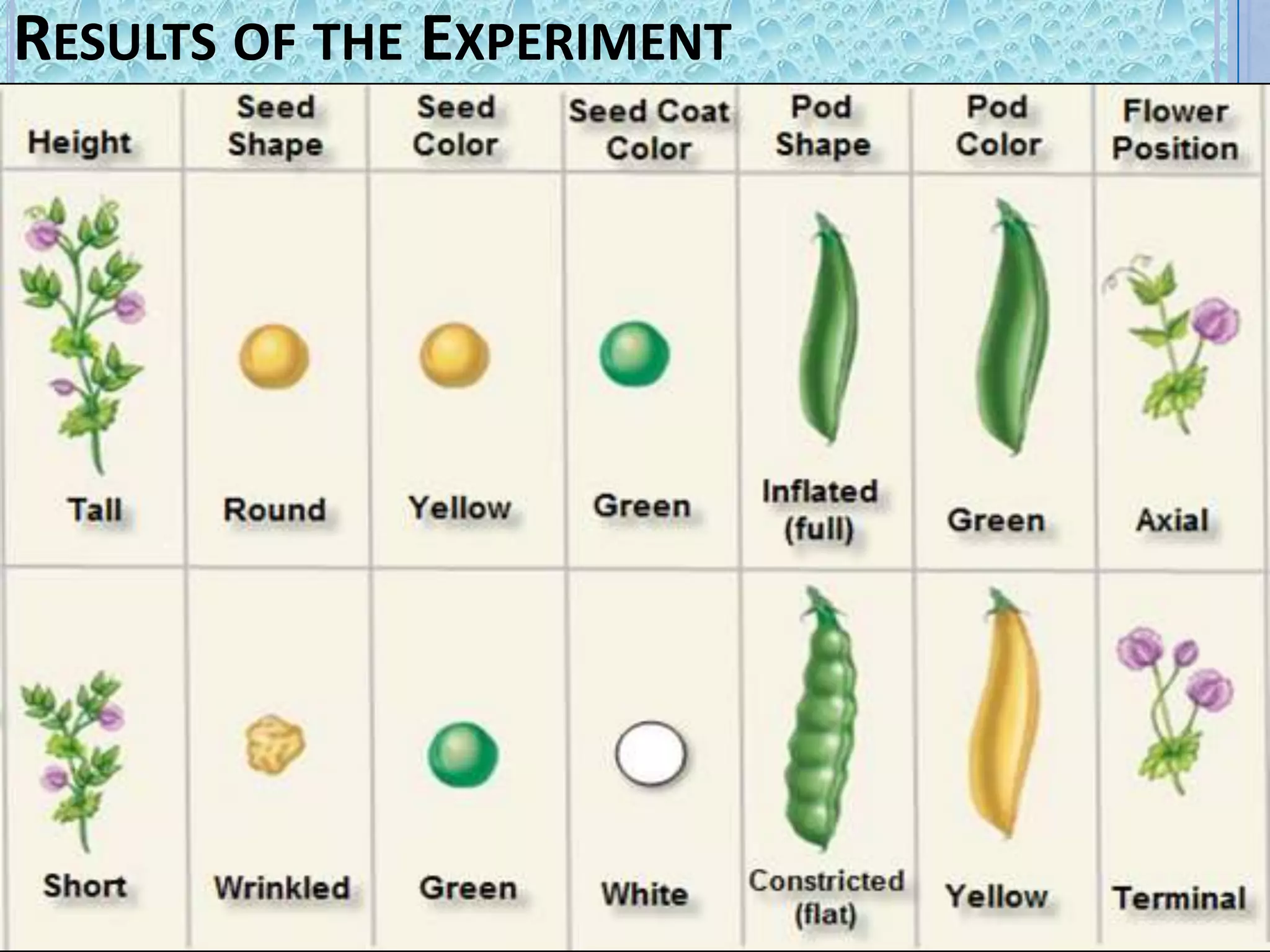 RESULTS OF THE EXPERIMENT
 