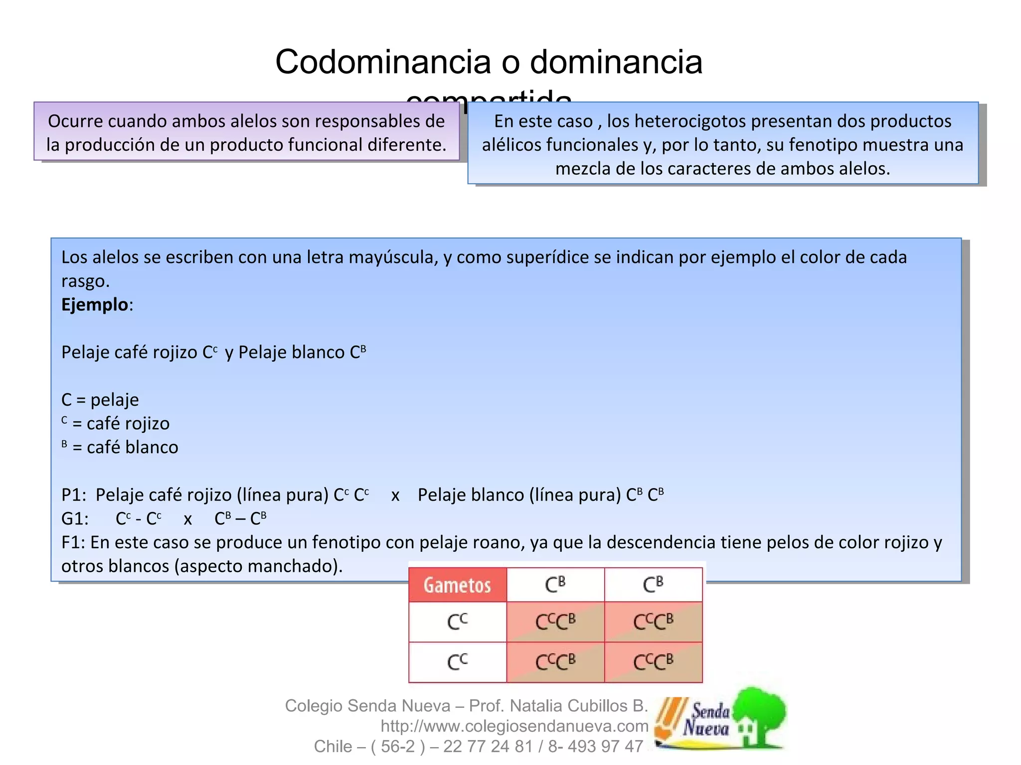 Codominancia o dominancia 
compartida Ocurre cuando ambos alelos son responsables de 
la producción de un producto funcional diferente. 
Ocurre cuando ambos alelos son responsables de 
la producción de un producto funcional diferente. 
En este caso , los heterocigotos presentan dos productos 
alélicos funcionales y, por lo tanto, su fenotipo muestra una 
En este caso , los heterocigotos presentan dos productos 
alélicos funcionales y, por lo tanto, su fenotipo muestra una 
mezcla de los caracteres de ambos alelos. 
mezcla de los caracteres de ambos alelos. 
Los alelos se escriben con una letra mayúscula, y como superídice se indican por ejemplo el color de cada 
rasgo. 
Ejemplo: 
Los alelos se escriben con una letra mayúscula, y como superídice se indican por ejemplo el color de cada 
rasgo. 
Ejemplo: 
Pelaje café rojizo Cc y Pelaje blanco CB 
Pelaje café rojizo Cc y Pelaje blanco CB 
P1: Pelaje café rojizo (línea pura) Cc Cc x Pelaje blanco (línea pura) CB CB 
G1: Cc - Cc x CB – CB 
F1: En este caso se produce un fenotipo con pelaje roano, ya que la descendencia tiene pelos de color rojizo y 
otros blancos (aspecto manchado). 
Colegio Senda Nueva – Prof. Natalia Cubillos B. 
http://www.colegiosendanueva.com 
Chile – ( 56-2 ) – 22 77 24 81 / 8- 493 97 47 
C = pelaje 
C = café rojizo 
B = café blanco 
C = pelaje 
C = café rojizo 
B = café blanco 
P1: Pelaje café rojizo (línea pura) Cc Cc x Pelaje blanco (línea pura) CB CB 
G1: Cc - Cc x CB – CB 
F1: En este caso se produce un fenotipo con pelaje roano, ya que la descendencia tiene pelos de color rojizo y 
otros blancos (aspecto manchado). 
 
