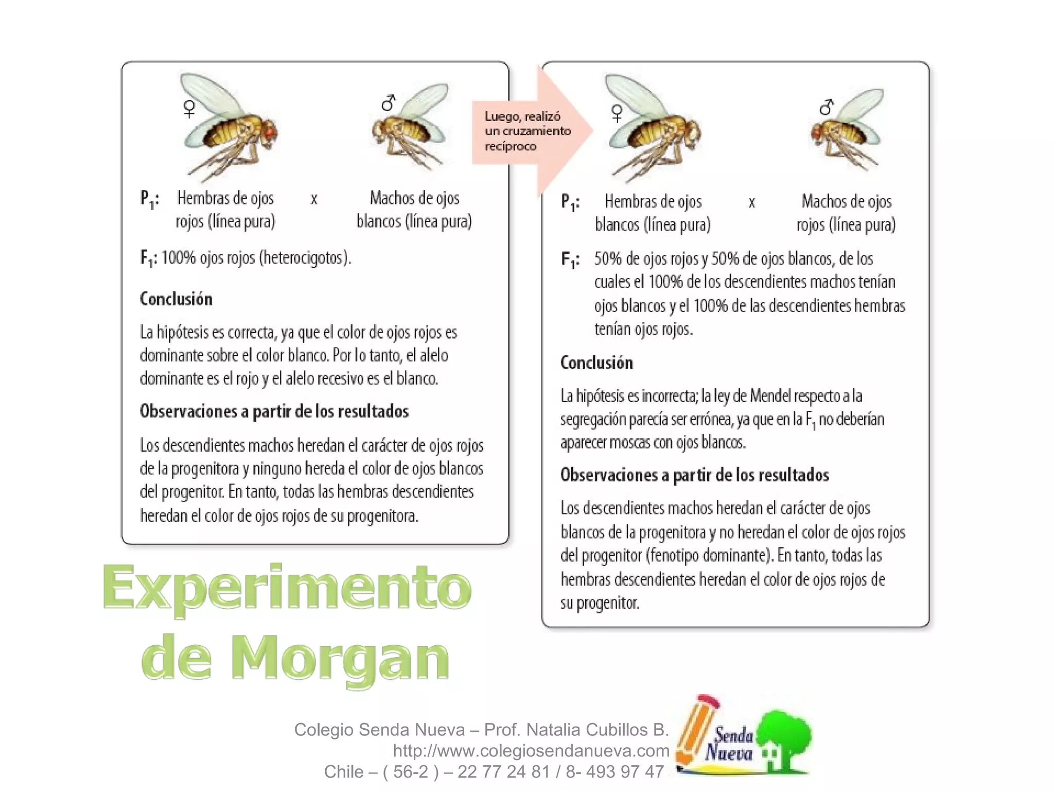 Colegio Senda Nueva – Prof. Natalia Cubillos B. 
http://www.colegiosendanueva.com 
Chile – ( 56-2 ) – 22 77 24 81 / 8- 493 97 47 
 