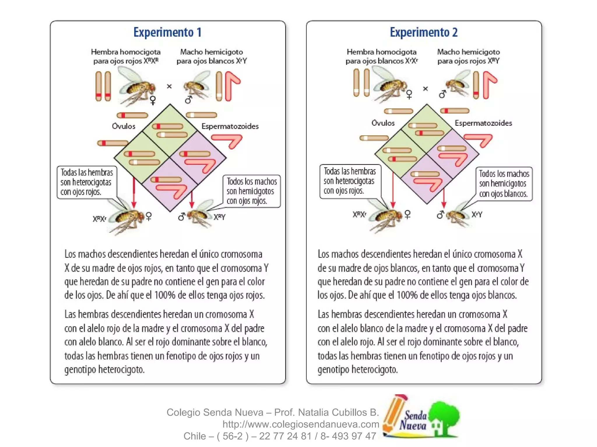 Colegio Senda Nueva – Prof. Natalia Cubillos B. 
http://www.colegiosendanueva.com 
Chile – ( 56-2 ) – 22 77 24 81 / 8- 493 97 47 
 