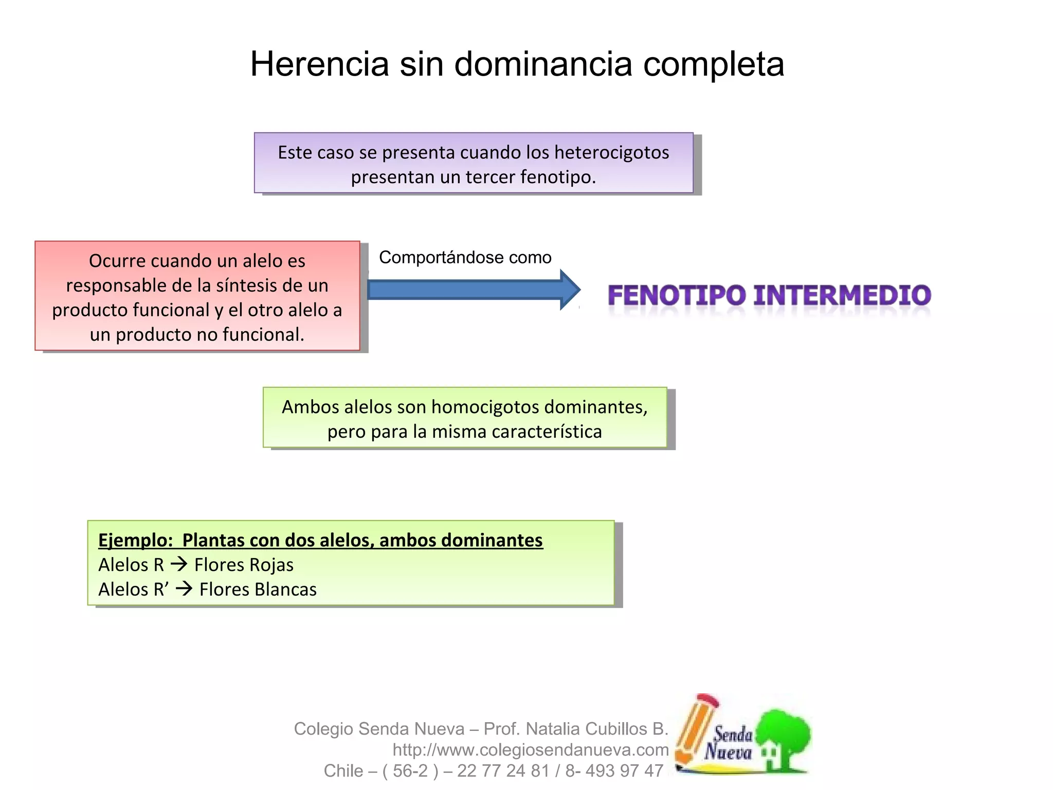 Herencia sin dominancia completa 
Este caso se presenta cuando los heterocigotos 
Este caso se presenta cuando los heterocigotos 
presentan un tercer fenotipo. 
presentan un tercer fenotipo. 
Ocurre cuando un alelo es 
responsable de la síntesis de un 
producto funcional y el otro alelo a 
Ocurre cuando un alelo es 
responsable de la síntesis de un 
producto funcional y el otro alelo a 
un producto no funcional. 
Ambos alelos son homocigotos dominantes, 
pero para la misma característica 
Ejemplo: Plantas con dos alelos, ambos dominantes 
Alelos R  Flores Rojas 
Alelos R’  Flores Blancas 
Colegio Senda Nueva – Prof. Natalia Cubillos B. 
http://www.colegiosendanueva.com 
Chile – ( 56-2 ) – 22 77 24 81 / 8- 493 97 47 
un producto no funcional. 
Comportándose como 
Ambos alelos son homocigotos dominantes, 
pero para la misma característica 
Ejemplo: Plantas con dos alelos, ambos dominantes 
Alelos R  Flores Rojas 
Alelos R’  Flores Blancas 
 