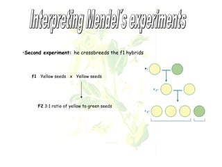 •Second experiment: he crossbreeds the f1 hybrids 
f1 Yellow seeds x Yellow seeds 
F2 3:1 ratio of yellow to green seeds 
 