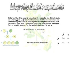 •Interpreting the second experiment´s results: the f1 individuals 
are heterozygous (Aa). We should remember that the new individuals are 
formed through the union of halpoid gametes during fertilisation and that 
the gametes come from chromosome separation during myosis. homólogos. 
The two possible gametes for the two individuals are : A and a 
A a 
A AA Aa 
a Aa aa 
f1 Yellow seeds x Yellow seeds 
Aa Aa 
F2 3 yello seeds for every 1 green 
 