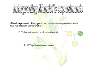 •Third experiment. First part: He crossbreeds two purebreeds which 
have two different characteristics 
P Yellow and smooth x Green and wrinkly 
F1 100% yellow and smooth seeds 
 