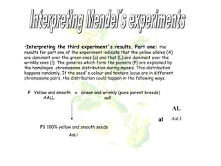 •Interpreting the third experiment´s results. Part one: the 
results for part one of the experiment indicate that the yellow alleles (A) 
are dominant over the green ones (a) and that (L) are dominant over the 
wrinkly ones (l). The gametes which form the parents (P) are explained by 
the homólogos chromosome distribution during myosis. This distribution 
happens randomly. If the seed´s colour and texture locus are in different 
chromosome pairs, the distribution could happen in the following ways. 
P Yellow and smooth x Green and wrinkly (pure parent breeds) 
AALL aall 
F1 100% yellow and smooth seeds 
AaLl 
AL 
al AaLl 
 