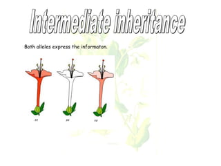 Both alleles express the informaton. 
 