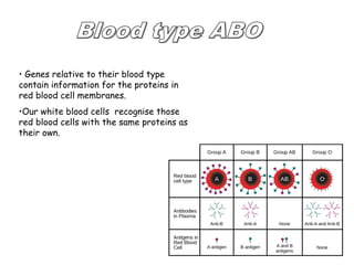 • Genes relative to their blood type 
contain information for the proteins in 
red blood cell membranes. 
•Our white blood cells recognise those 
red blood cells with the same proteins as 
their own. 
 