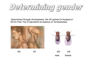 •Determined through chromosomes: the XY system (in humans) or 
XO (in flies: the O represents an absence of chromosomes). 
XX XY XO XX 
male female 
 