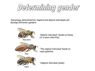 •Karyotype determination: haploid and diploid individuals will 
develop different genders 
•Diploid individual: feeds on honey 
(it is born infertile). 
•The diploid individual feeds on 
royal gelatine. 
•Haploid individual (male) 
 