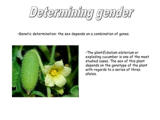 •Genetic determination: the sex depends on a combination of genes. 
•The plantEcbalium elaterium or 
exploding cucumber is one of the most 
studied cases. The sex of this plant 
depends on the genotype of the plant 
with regards to a series of three 
alleles. 
 