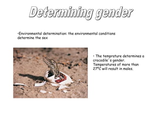 •Environmental determination: the environmental conditions 
determine the sex 
• The temprature determines a 
crocodile´s gender. 
Temperatures of more than 
27ºC will result in males. 
 