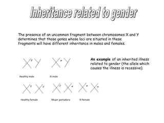 The presence of an uncommon fragment between chromosomes X and Y 
determines that those genes whose loci are situated in these 
fragments will have different inheritance in males and females. 
Healthy male Ill male 
Healthy female Mujer portadora Ill female 
An example of an inherited illness 
related to gender (the allele which 
causes the illness is recessive). 
