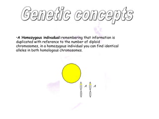 •A Homozygous indivudual:remembering that information is 
duplicated with reference to the number of diploid 
chromosomes, in a homozygous individual you can find identical 
alleles in both homologous chromosomes. 
 