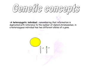 •A heterozygotic individual: remembering that information is 
duplicated with reference to the number of diploid chromosomes, in 
a heterozygous individual has two different alleles of a gene. 
 