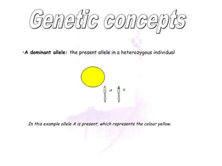 •A dominant allele: the present allele in a heterozygous individual 
In this example allele A is present, which represents the colour yellow. 
 