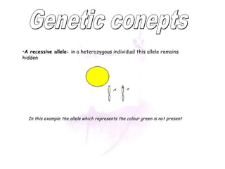 •A recessive allele: in a heterozygous individual this allele remains 
hidden 
In this example the allele which represents the colour green is not present 
 