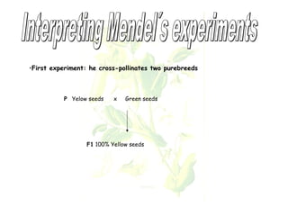 •First experiment: he cross-pollinates two purebreeds 
P Yelow seeds x Green seeds 
F1 100% Yellow seeds 
 