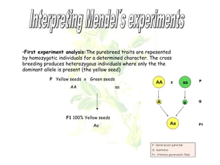 •First experiment analysis:The purebreed traits are repesented 
by homozygotic individuals for a determined character. The cross 
breeding produces heterozygous individuals where only the the 
dominant allele is present (the yellow seed) 
P Yellow seeds x Green seeds 
AA aa 
F1 100% Yellow seeds 
Aa 
 