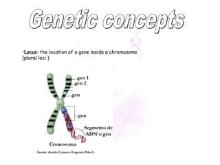 •Locus: the location of a gene inside a chromosome 
(plural loci ) 
 