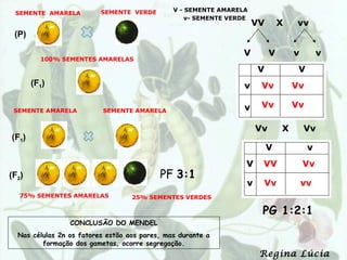 SEMENTE VERDE        V - SEMENTE AMARELA
 SEMENTE AMARELA
                                                   v- SEMENTE VERDE
                                                                      VV       X   vv
 (P)

                                                                  V        V       v        v
         100% SEMENTES AMARELAS
                                                                      V             V
       (F1)                                                       v    Vv          Vv

                                                                  v    Vv          Vv
 SEMENTE AMARELA          SEMENTE AMARELA


                                                                      Vv       X       Vv
(F1)
                                                                           V            v
                                                                  V    VV              Vv
(F2)                                       PF 3:1
                                                                  v    Vv              vv
   75% SEMENTES AMARELAS           25% SEMENTES VERDES

                                                                       PG 1:2:1
                 CONCLUSÃO DO MENDEL
  Nas células 2n os fatores estão aos pares, mas durante a
         formação dos gametas, ocorre segregação.
                                                                       Regina Lúcia
 