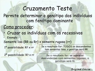 Cruzamento Teste
Permite determinar o genótipo dos indivíduos
           com fenótipo dominante
Como proceder:
• Cruzar os indivíduos com os recessivos
• Exemplo
Semente lisa (RR ou Rr) x semente rugosa (rr)
1ª possibilidade: R? x rr   Se o resultado for: TODOS os descendentes
                               tem sementes lisas, o genótipo será RR

2ª possibilidade: R? x rr       Se o resultado for: se aparecer
                            descendentes com sementes rugosas, o
                                       genótipo será Rr


                                                    Regina Lúcia
 