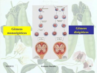 Gêmeos                              Gêmeos
 monozigóticos                        dizigóticos




03/03/13         Professor Marcello                 20
 