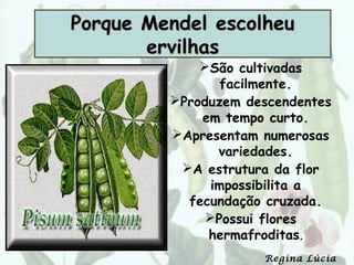 Porque Mendel escolheu
       ervilhas
             São cultivadas
                 facilmente.
         Produzem descendentes
             em tempo curto.
         Apresentam numerosas
                variedades.
          A estrutura da flor
               impossibilita a
           fecundação cruzada.
              Possui flores
              hermafroditas.
                     Regina Lúcia
 