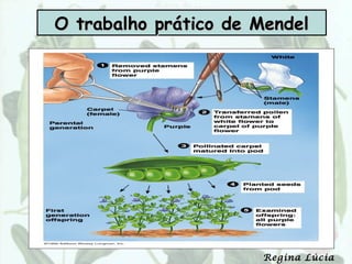 O trabalho prático de Mendel




                      Regina Lúcia
 