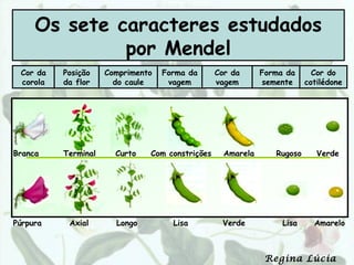 Os sete caracteres estudados
              por Mendel
 Cor da   Posição    Comprimento   Forma da      Cor da      Forma da      Cor do
 corola   da flor      do caule     vagem        vagem       semente     cotilédone




Branca    Terminal     Curto   Com constrições     Amarela      Rugoso      Verde




Púrpura    Axial       Longo         Lisa         Verde           Lisa     Amarelo



                                                              Regina Lúcia
 