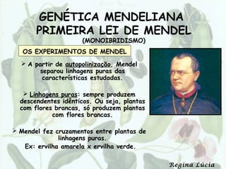 GENÉTICA MENDELIANA
       PRIMEIRA LEI DE MENDEL
                     (MONOIBRIDISMO)
   OS EXPERIMENTOS DE MENDEL
   A partir de autopolinização, Mendel
       separou linhagens puras das
        características estudadas.

    Linhagens puras: sempre produzem
  descendentes idênticos. Ou seja, plantas
  com flores brancas, só produzem plantas
            com flores brancas.

 Mendel fez cruzamentos entre plantas de
              linhagens puras.
   Ex: ervilha amarela x ervilha verde.

                                             Regina Lúcia
 