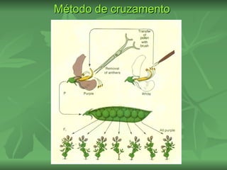 Método de cruzamento
 