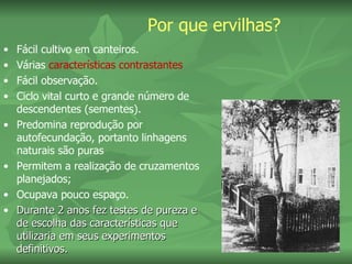 Por que ervilhas?
•   Fácil cultivo em canteiros.
•   Várias características contrastantes
•   Fácil observação.
•   Ciclo vital curto e grande número de
    descendentes (sementes).
•   Predomina reprodução por
    autofecundação, portanto linhagens
    naturais são puras
•   Permitem a realização de cruzamentos
    planejados;
•   Ocupava pouco espaço.
•   Durante 2 anos fez testes de pureza e
    de escolha das características que
    utilizaria em seus experimentos
    definitivos.
 