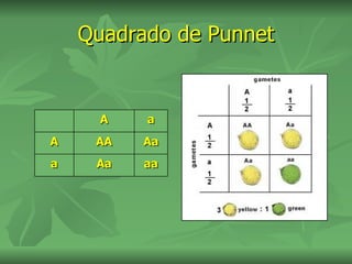 Quadrado de Punnet


      A   a
A    AA   Aa
a    Aa   aa
 