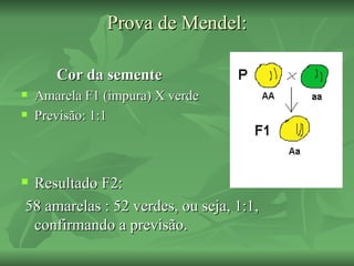 Prova de Mendel:

       Cor da semente
   Amarela F1 (impura) X verde
   Previsão: 1:1



Resultado F2:
58 amarelas : 52 verdes, ou seja, 1:1,
 confirmando a previsão.
 