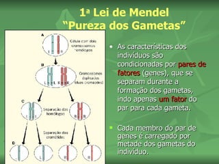 1a Lei de Mendel
“Pureza dos Gametas”
       • As características dos
         indivíduos são
         condicionadas por pares de
         fatores (genes), que se
         separam durante a
         formação dos gametas,
         indo apenas um fator do
         par para cada gameta.

          Cada membro do par de
           genes é carregado por
           metade dos gametas do
           indivíduo.
 