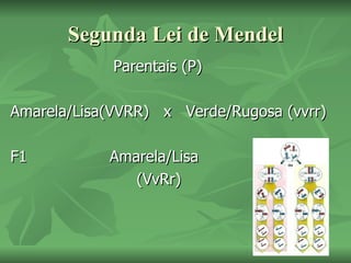 Segunda Lei de Mendel
             Parentais (P)

Amarela/Lisa(VVRR) x Verde/Rugosa (vvrr)

F1          Amarela/Lisa
               (VvRr)
 