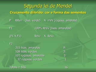 Segunda lei de Mendel
Cruzamento diíbrido: cor e forma das sementes

P    RRvv (lisa, verde)   X rrVV (rugosa, amarela)

F1                100% RrVv (lisas, amarelas)

(F1 X F1)         RrVv    X RrVv

F2
     315 lisas, amarelas               9:
     108 lisas, verdes                 3:
     101 rugosas, amarelas             3:
      32 rugosas, verdes                1

Totais = 556                            16
 