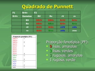 Quadrado de Punnett
F1     RrVv      F2
RrVv   Gametas        RV     Rv     rV     rv
         RV       RRVV      RRVv   RrVV   RrVv
         Rv       RRVv      RRvv   RrVv   Rrvv
         rV       RrVV      RrVv   rrVV   rrVv
          rv      RrVv      Rrvv   rrVv   rrvv




                           Proporção fenotípica (PF):
                            9 lisas, amarelas

                            3 lisas, verdes

                            3 rugosas, amarelas

                            1 rugosa, verde
 