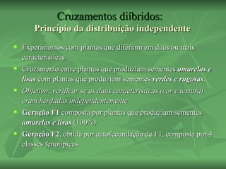 Cruzamentos diíbridos:
        Princípio da distribuição independente
   Experimentos com plantas que diferiam em duas ou mais
    características
   Cruzamento entre plantas que produziam sementes amarelas e
    lisas com plantas que produziam sementes verdes e rugosas.
   Objetivo: verificar se as duas características (cor e textura)
    eram herdadas independentemente
   Geração F1 composta por plantas que produziam sementes
    amarelas e lisas (100%)
   Geração F2, obtida por autofecundação de F1, composta por 4
    classes fenotípicas
 