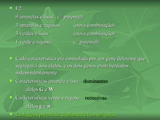    F2:
    9 amarelas e lisas (= parental)
    3 amarelas e rugosas       (nova combinação)
    3 verdes e lisas           (nova combinação)
    1 verde e rugosa           (= parental)

   Cada característica era controlada por um gene diferente que
    segregava dois alelos, e os dois genes eram herdados
    independentemente
   Características amarela e lisa – dominantes
          alelos G e W
   Características verde e rugosa – recessivas
          alelos g e w
   Linhagens parentais: duplamente homozigotas
 