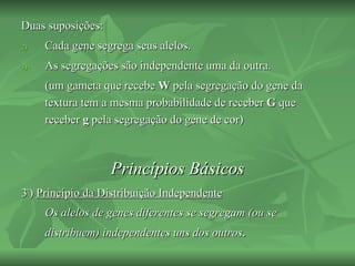 Duas suposições:
2)   Cada gene segrega seus alelos.
3)   As segregações são independente uma da outra.
     (um gameta que recebe W pela segregação do gene da
     textura tem a mesma probabilidade de receber G que
     receber g pela segregação do gene de cor)



                   Princípios Básicos
3º) Princípio da Distribuição Independente
     Os alelos de genes diferentes se segregam (ou se
     distribuem) independentes uns dos outros.
 