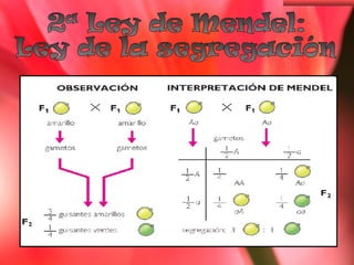2ª Ley de Mendel: Ley de la segregación