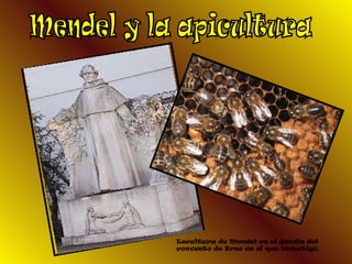 Mendel y la apicultura Escultura de Mendel en el jardín del convento de Brno en el que investigó.