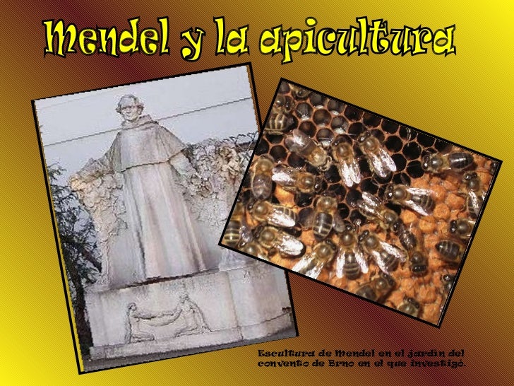Cual Fue La Relacion Que Tuvo Mendel Con La Apicultura