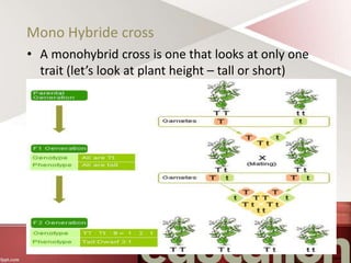 Mono Hybride cross
• A monohybrid cross is one that looks at only one
trait (let’s look at plant height – tall or short)
 
