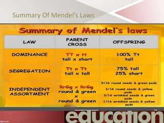 Summary Of Mendel’s Laws
 