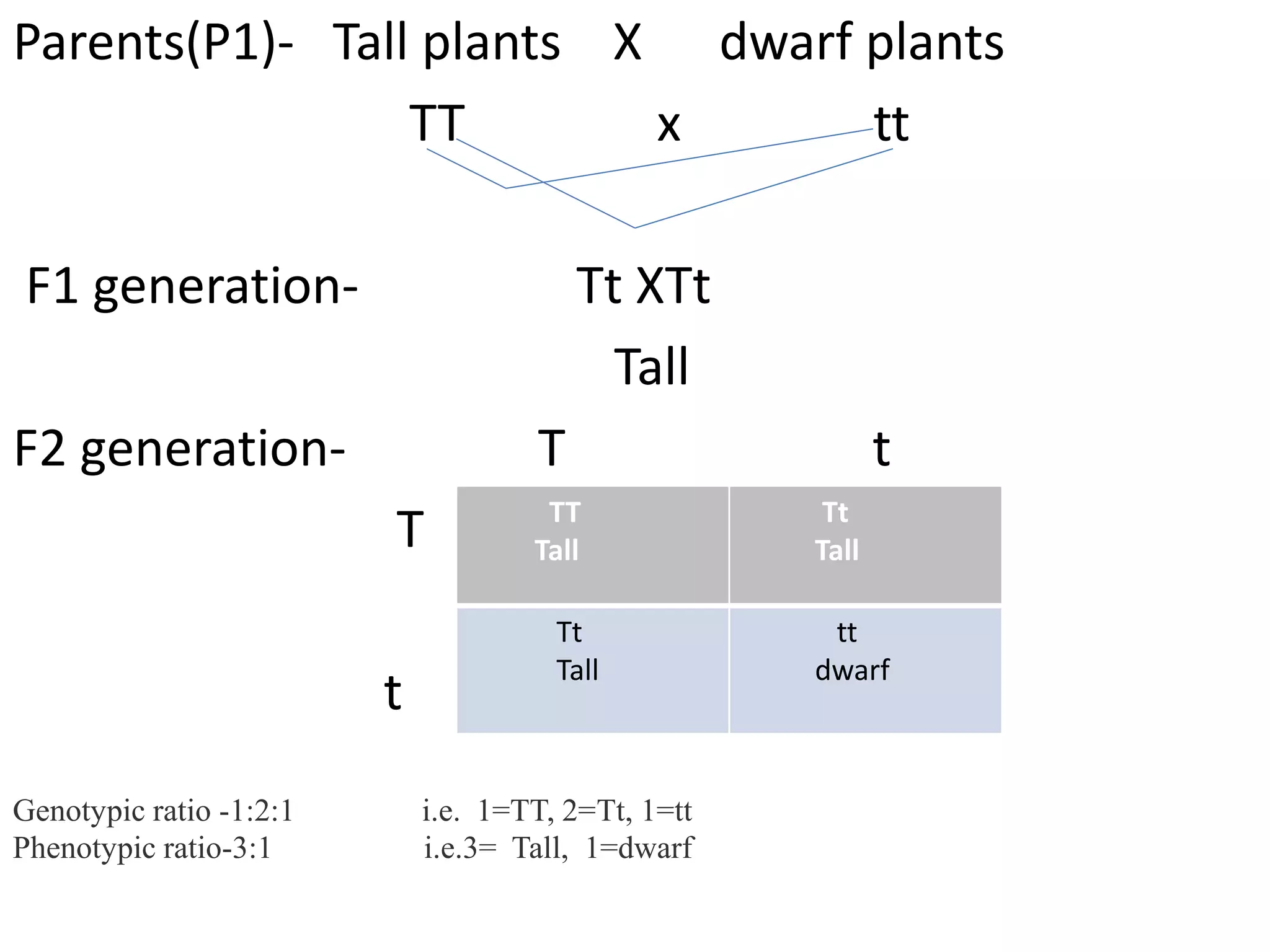 Parents(P1)- Tall plants X dwarf plants
TT x tt
F1 generation- Tt XTt
Tall
F2 generation- T t
T
t
TT
Tall
Tt
Tall
Tt
Tall
tt
dwarf
Genotypic ratio -1:2:1 i.e. 1=TT, 2=Tt, 1=tt
Phenotypic ratio-3:1 i.e.3= Tall, 1=dwarf
 