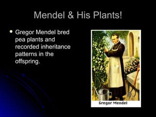 Mendel & His Plants!
 Gregor Mendel bred
 pea plants and
 recorded inheritance
 patterns in the
 offspring.
 