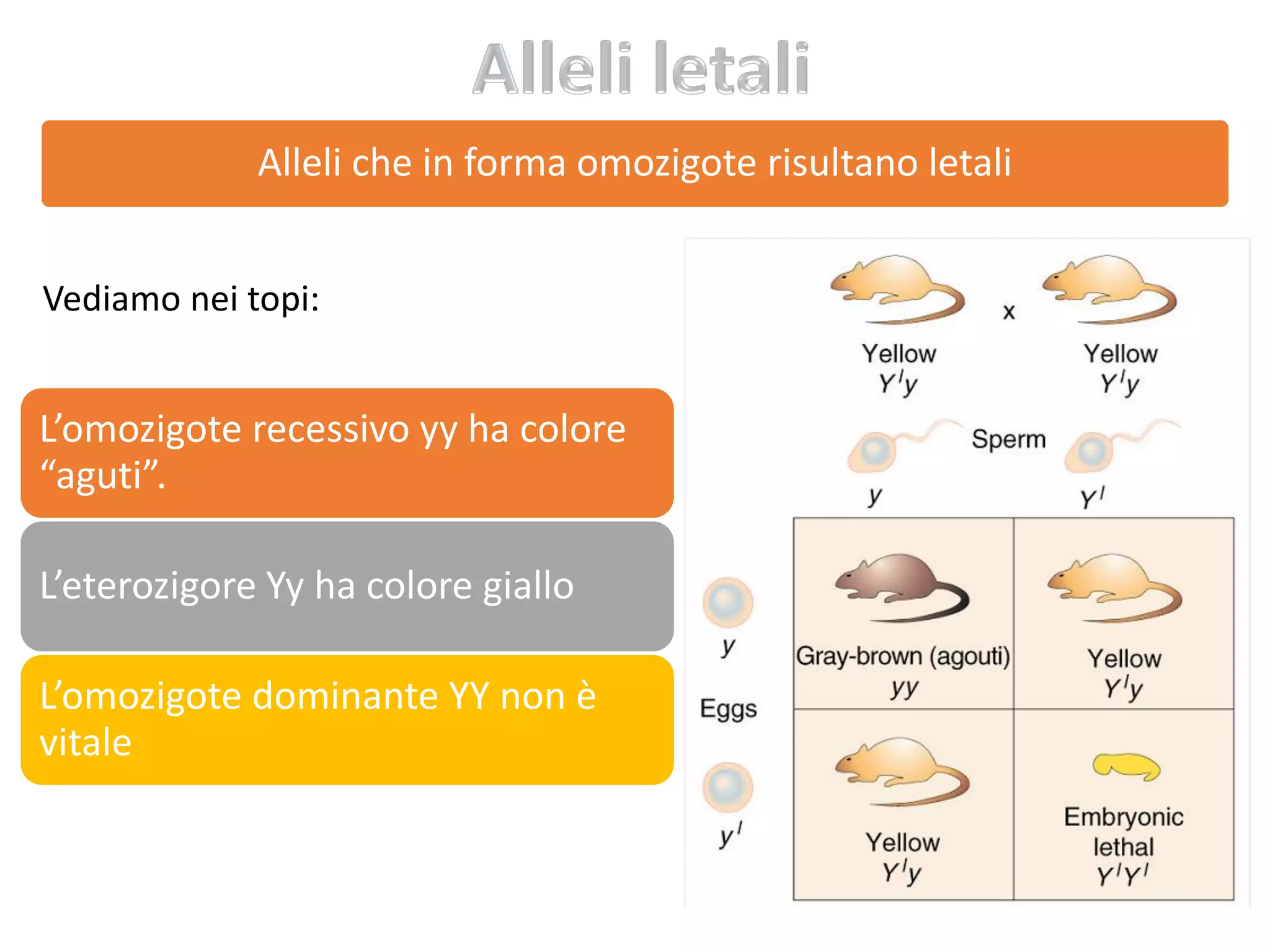 L'ereditarietà E Le Leggi Di Mendel Leggi di Mendel, le eccezioni e le patologie genetiche | PDF